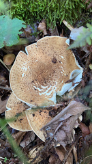 Agaricus augustus