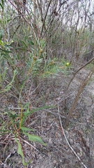Protea scolymocephala