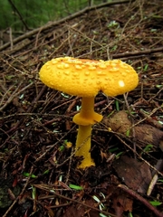 Amanita flavoconia