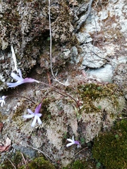 Pinguicula parvifolia