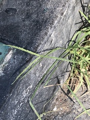 Eleusine indica