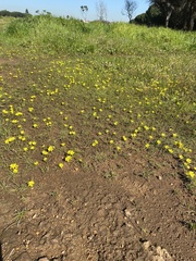 Moraea fugacissima