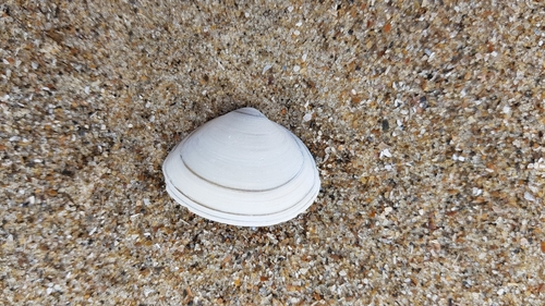 Solid Surfclam, 4511 Breskens, Niederlande, photo 9 of 10