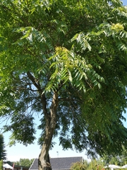 Fraxinus excelsior