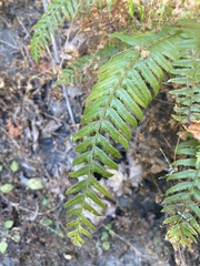 Polystichum