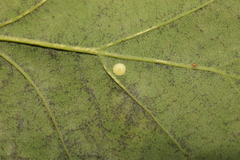 Neuroterus albipes