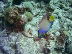Holacanthus ciliaris