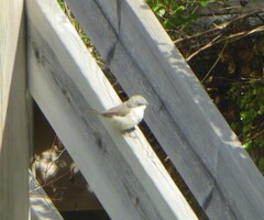 Curruca curruca