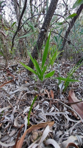 Babiana pygmaea