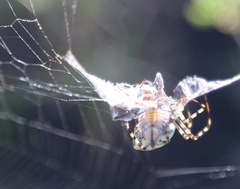 Argiope lobata
