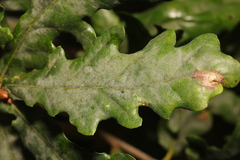 Erysiphe alphitoides