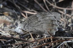 Hipparchia statilinus