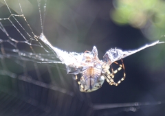 Argiope lobata