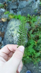 Athyrium