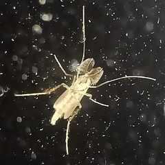 Chaoborus punctipennis