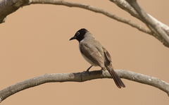 Pycnonotus xanthopygos