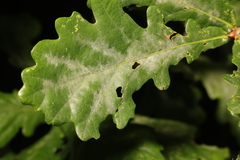 Erysiphe alphitoides