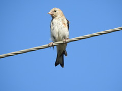Carduelis carduelis