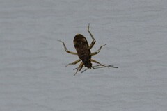 Ozophora picturata