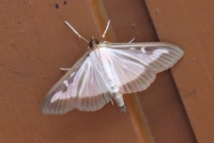 Cydalima perspectalis