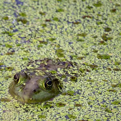 Lithobates catesbeianus