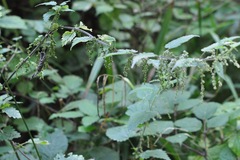 Urtica dioica