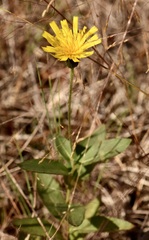 Cichorieae