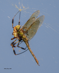 Trichonephila clavipes