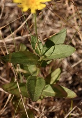 Cichorieae