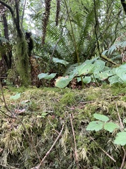Maianthemum dilatatum