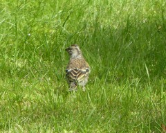 Fringilla montifringilla