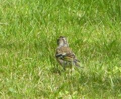 Fringilla montifringilla