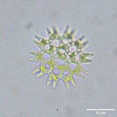 Hydrodictyaceae