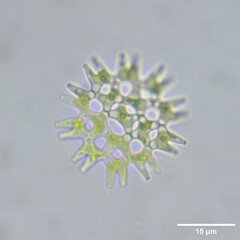 Hydrodictyaceae