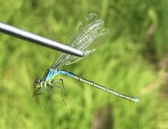 Erythromma viridulum