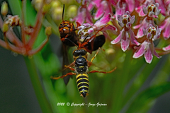 Cerceris bicornuta