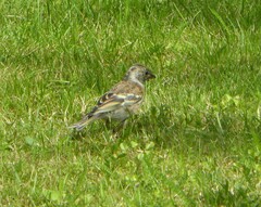 Fringilla montifringilla