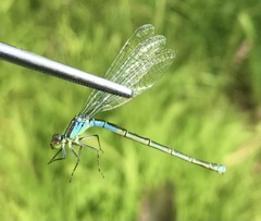 Erythromma viridulum