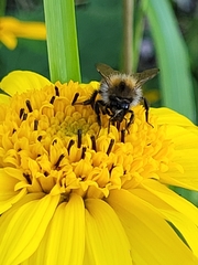 Bombus pascuorum