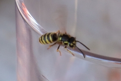 Vespula vulgaris