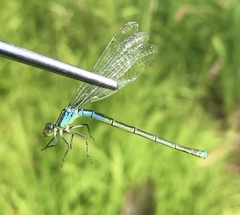 Erythromma viridulum