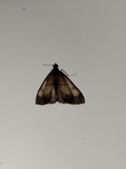 Evergestis limbata