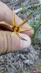Pauridia canaliculata
