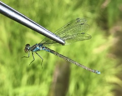 Erythromma viridulum