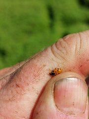 Hippodamia tredecimpunctata