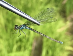 Erythromma viridulum