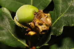 Andricus quercuscalicis