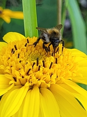 Bombus pascuorum