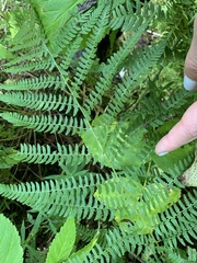 Athyrium
