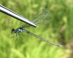 Erythromma viridulum